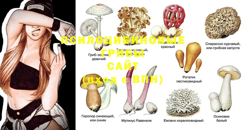 сколько стоит  Отрадная  omg как войти  Галлюциногенные грибы мухоморы 